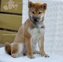 picture of dog