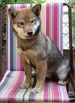 picture of dog