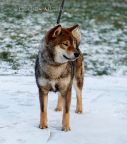 picture of dog