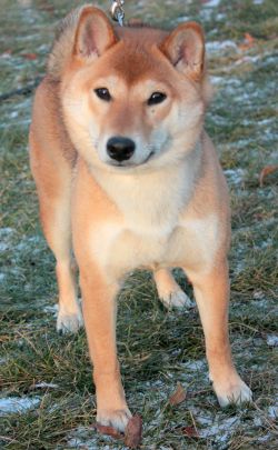picture of dog