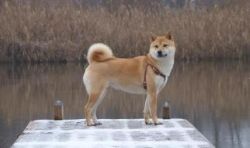 picture of dog