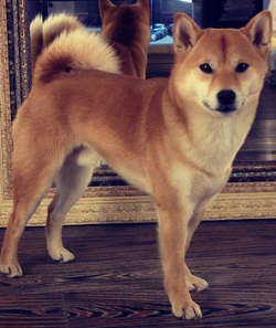 picture of dog