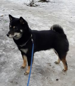 picture of dog