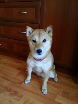 picture of dog