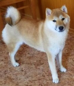 picture of dog