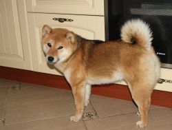 picture of dog