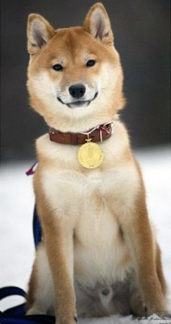 picture of dog