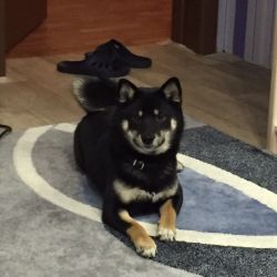 picture of dog