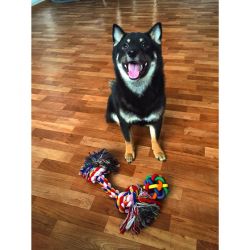 picture of dog
