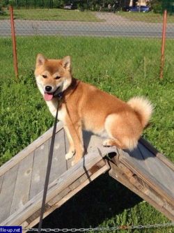 picture of dog