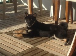 picture of dog