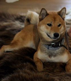 picture of dog