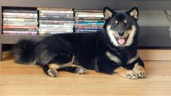 picture of dog