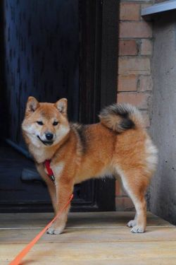 picture of dog