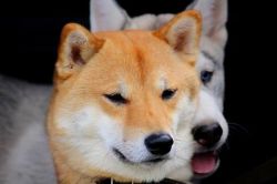 picture of dog