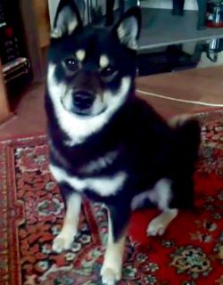 picture of dog