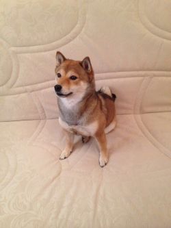 picture of dog