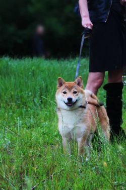 picture of dog