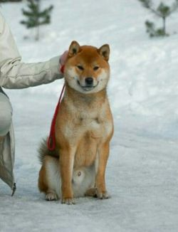 picture of dog