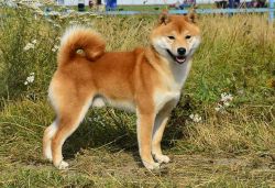 picture of dog