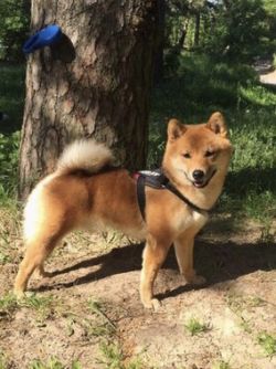 picture of dog