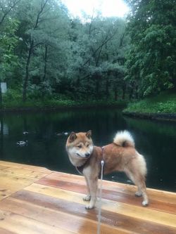 picture of dog