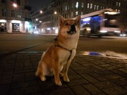 picture of dog