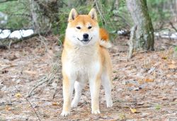 picture of dog