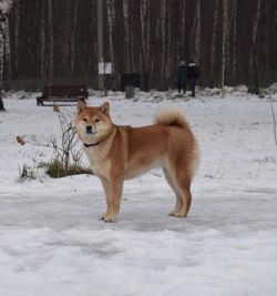 picture of dog