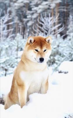 picture of dog