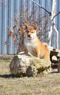 picture of dog