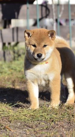 picture of dog