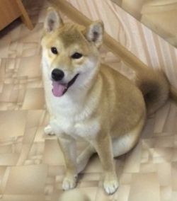 picture of dog