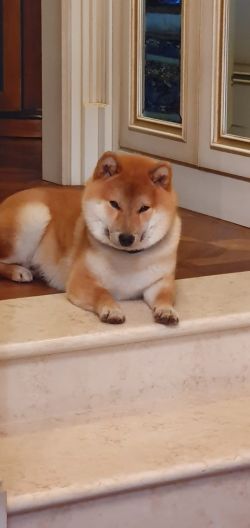 picture of dog