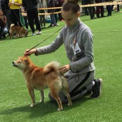 picture of dog