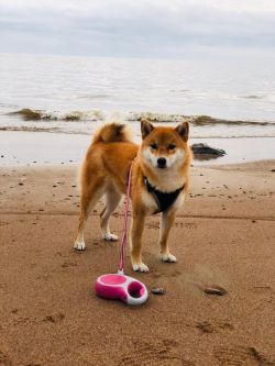 picture of dog
