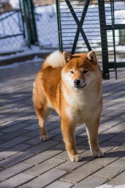 picture of dog