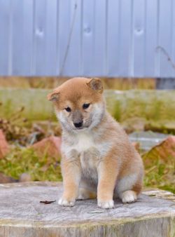 picture of dog