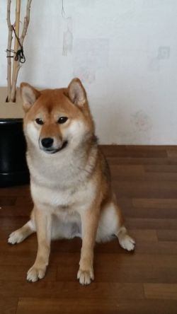 picture of dog