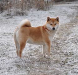 picture of dog