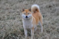 picture of dog