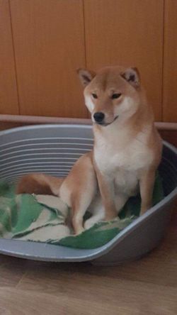 picture of dog