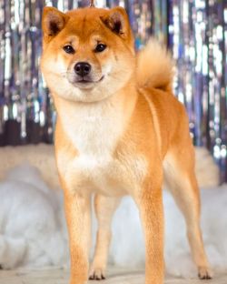 picture of dog