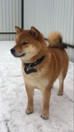 picture of dog