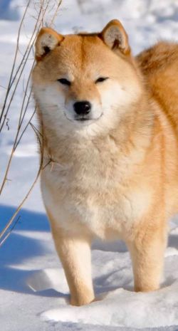 picture of dog