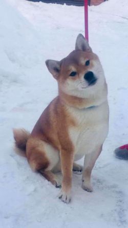 picture of dog