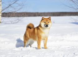 picture of dog