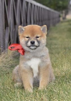 picture of dog