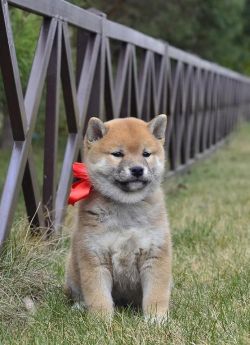 picture of dog