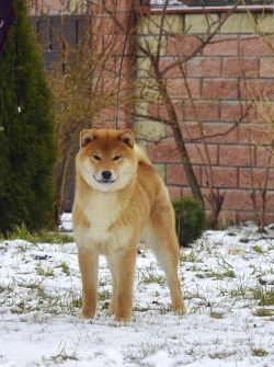 picture of dog